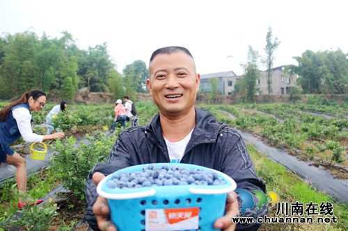 龙马潭区：蓝莓成熟季，枝头挂满“蓝珍珠”(图2)