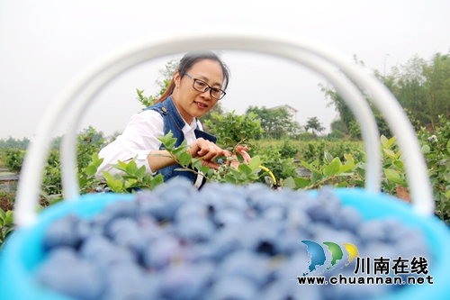 龙马潭区：蓝莓成熟季，枝头挂满“蓝珍珠”(图4)