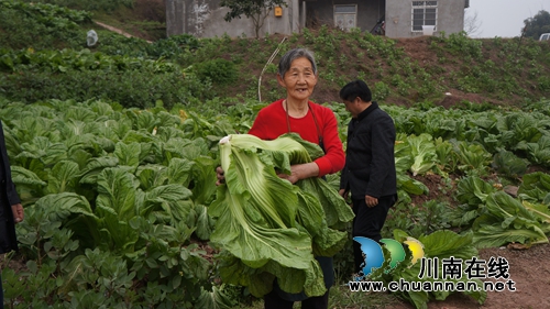 泸县立石镇：精准发力&nbsp;移民后扶项目扶持凸显成效(图1)