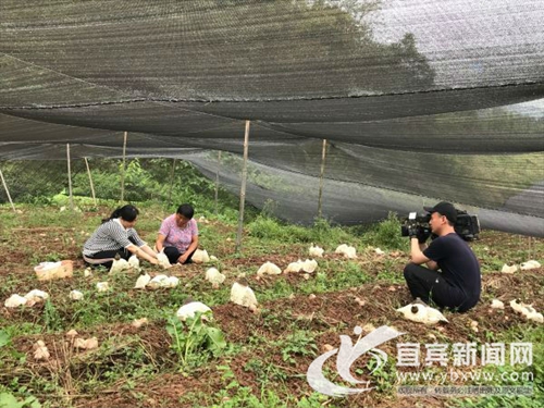 宜宾又上央视 美食名片长裙竹荪绽放光彩(图1) 宜宾又上央视 美食名片长裙竹荪绽放光彩(图1)