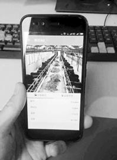 泸州古蔺：“云端”养殖优质肉牛(图1)