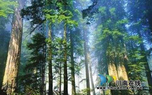 6月2日&nbsp;到古蔺黄荆老林景区体验“英雄情怀”(图5)