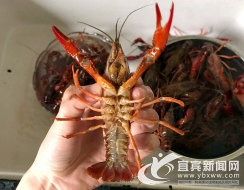 宜宾人每天“消灭”10吨小龙虾 餐饮店卖疯了(图3) 宜宾人每天“消灭”10吨小龙虾 餐饮店卖疯了(图3)