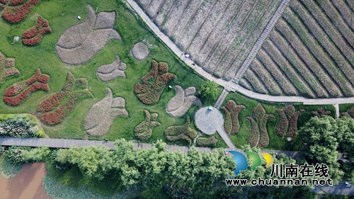 花草为“针线”&nbsp;泸州纳溪织出“天然地毯”(图3)