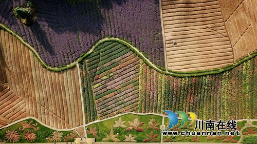 花草为“针线”&nbsp;泸州纳溪织出“天然地毯”(图2)