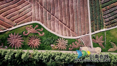 花草为“针线”&nbsp;泸州纳溪织出“天然地毯”(图4)