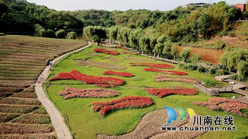 花草为“针线”&nbsp;泸州纳溪织出“天然地毯”(图5)
