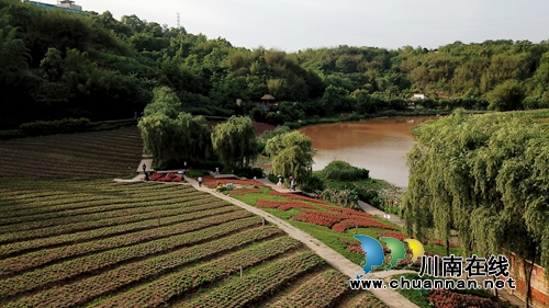花草为“针线”&nbsp;泸州纳溪织出“天然地毯”(图7)