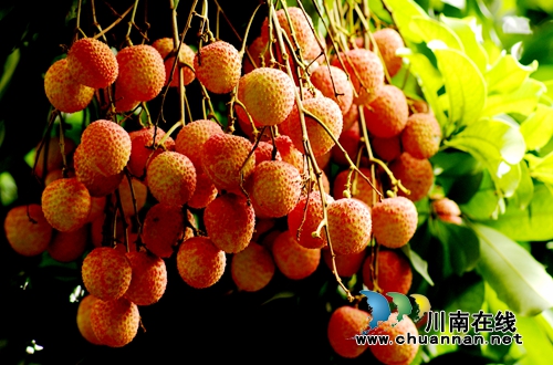 奖金让人眼红心跳!“合江荔枝”等你来代言(图1) 奖金让人眼红心跳!“合江荔枝”等你来代言(图1)