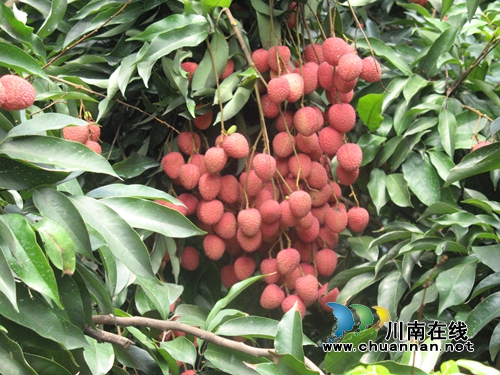 奖金让人眼红心跳!“合江荔枝”等你来代言(图5) 奖金让人眼红心跳!“合江荔枝”等你来代言(图5)