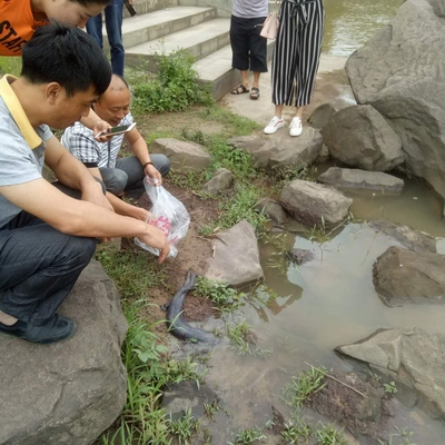 泸州村民发现野生娃娃鱼&nbsp;路人收购没卖而放生(图1)