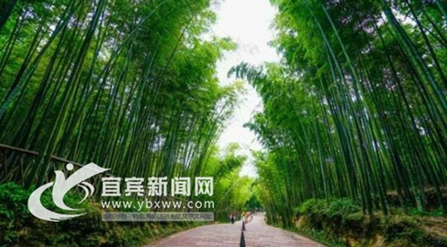宜宾:打造中国竹都 建设最美竹海(图1) 宜宾:打造中国竹都 建设最美竹海(图1)