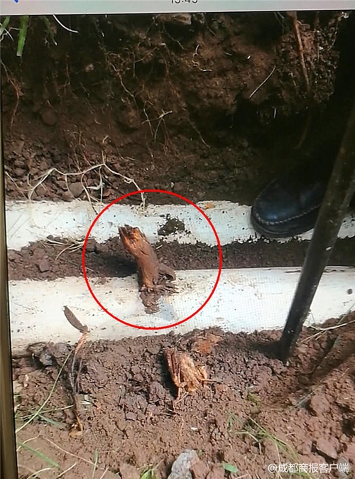 自贡：树根进下水管道堵塞&nbsp;业主家被污水倒灌(图1)