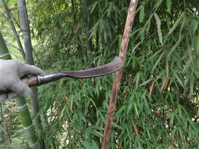 泸州：松鼠侵占两千亩耕地&nbsp;人口锐减两千多人(图1)