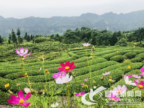 茶旅结合&nbsp;宜宾举行第三届“屏山炒青”旅游节
