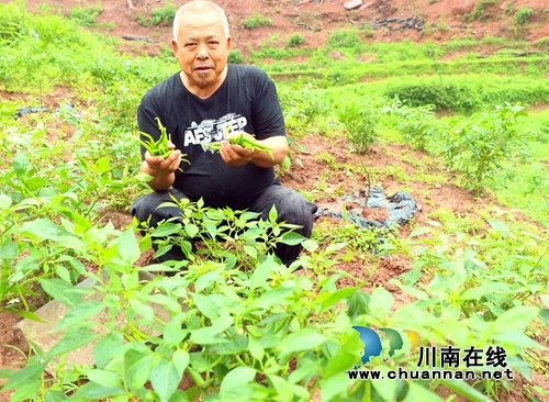 纳溪：柑橘空地套种海椒&nbsp;创新管护实现双赢(图1)