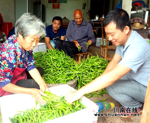 纳溪：柑橘空地套种海椒&nbsp;创新管护实现双赢(图2)