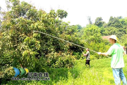 泸州：桂圆树用上“剃发器”&nbsp;疏果省时又省力(图1)