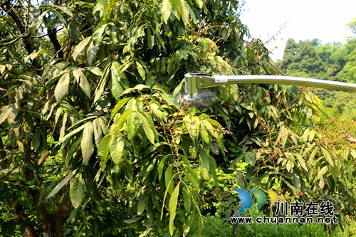 泸州：桂圆树用上“剃发器”&nbsp;疏果省时又省力(图2)