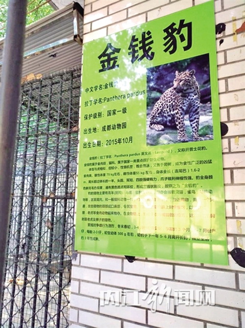内江动物园引进金钱豹&nbsp;网红东北虎有了新邻居(图1)