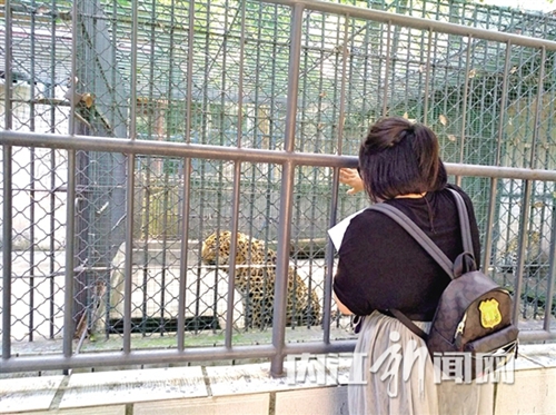 内江动物园引进金钱豹&nbsp;网红东北虎有了新邻居(图2)