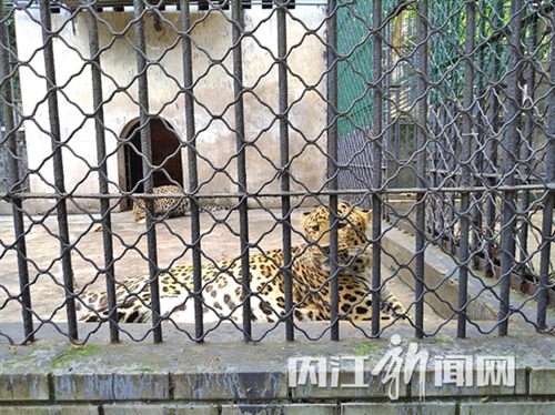 内江动物园引进金钱豹&nbsp;网红东北虎有了新邻居(图3)