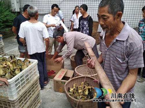 宜宾留宾乡生产扶持物资发放助贫困残疾人脱贫致富