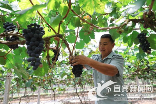 瓜果飘香季 宜宾高县打出“生态观光旅游”牌(图1) 瓜果飘香季 宜宾高县打出“生态观光旅游”牌(图1)