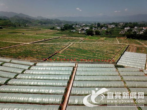 瓜果飘香季 宜宾高县打出“生态观光旅游”牌(图3) 瓜果飘香季 宜宾高县打出“生态观光旅游”牌(图3)