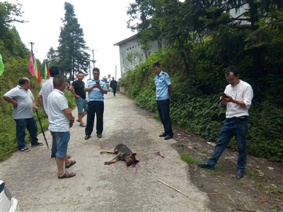 叙永：恶犬接连咬伤6人&nbsp;被打死后取样送检(图1)