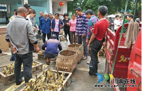 宜宾南溪区大坪乡发放鸭苗&nbsp;贫困残疾人喜笑颜开