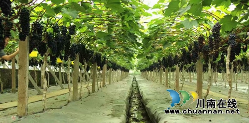 启玉葡萄熟了！6月23日邀你一起来采摘、品尝(图1)