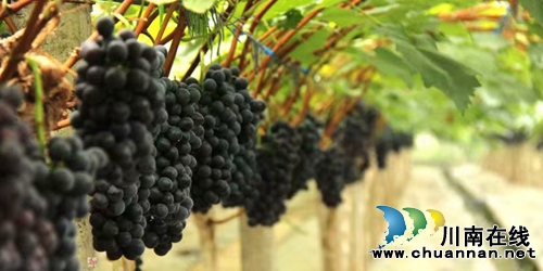 启玉葡萄熟了！6月23日邀你一起来采摘、品尝(图2)