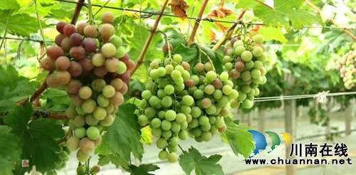 启玉葡萄熟了！6月23日邀你一起来采摘、品尝(图3)