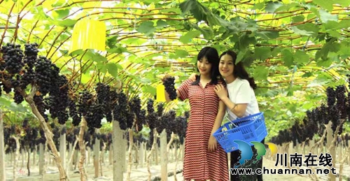 启玉葡萄熟了！6月23日邀你一起来采摘、品尝(图4)