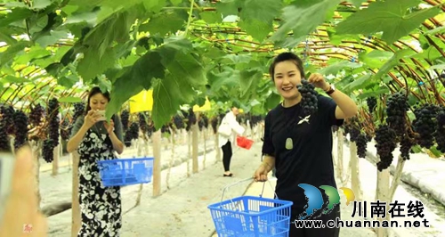启玉葡萄熟了！6月23日邀你一起来采摘、品尝(图5)