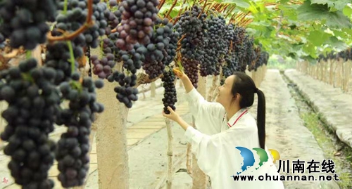 启玉葡萄熟了！6月23日邀你一起来采摘、品尝(图6)