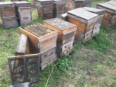 泸州：养蜂人“针蜂相对”&nbsp;男子“自卫”被拘(图1)