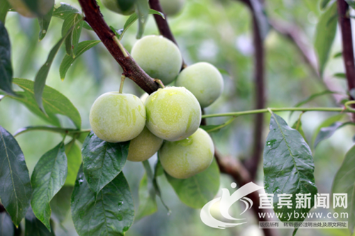 宜宾：政府当“推销员”&nbsp;助力茵红李销国内外(图1)