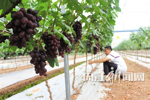 内江：川南最大生态农业运动休闲公园呼之欲出(图1)