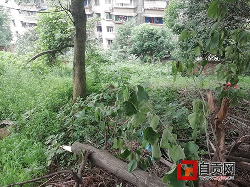 自贡：闹市山体遭坟墓“包圆”&nbsp;居民喊伤不起(图3)