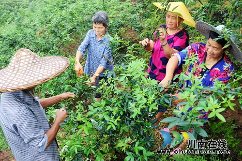 四川泸州：夏至过后花椒熟(图1)