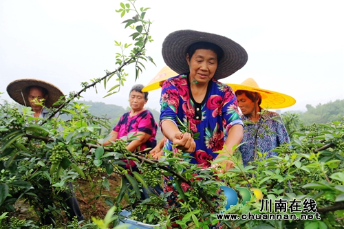 四川泸州：夏至过后花椒熟(图2)