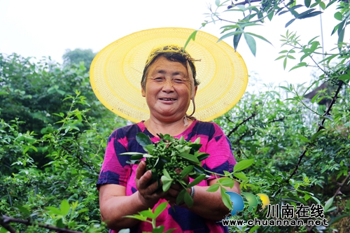 四川泸州：夏至过后花椒熟(图4)