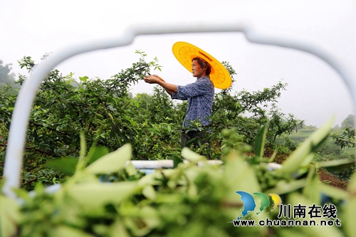 四川泸州：夏至过后花椒熟(图3)