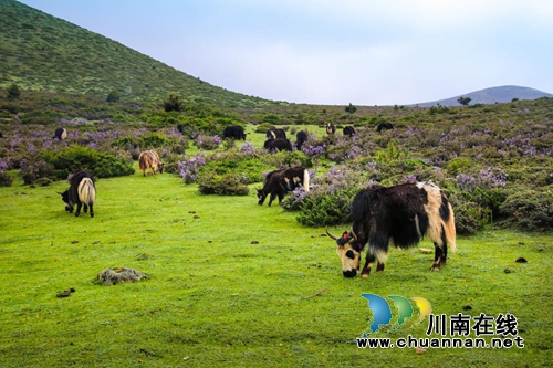 泸州热爆！哪位大神带我去15℃的木雅圣地？(图6)