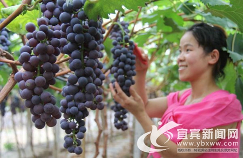 葡萄香满园！宜宾长宁铜鼓采摘观赏游正红火(图1)