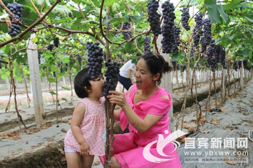 葡萄香满园！宜宾长宁铜鼓采摘观赏游正红火(图2)