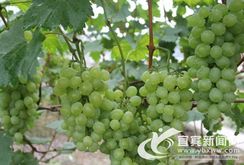 葡萄香满园！宜宾长宁铜鼓采摘观赏游正红火(图3)