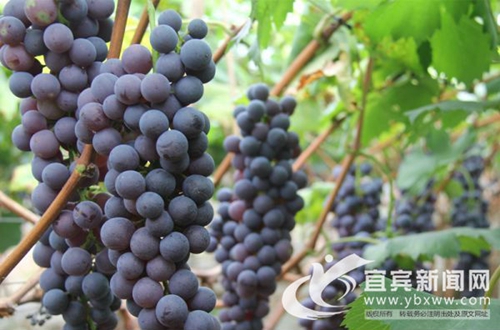 葡萄香满园！宜宾长宁铜鼓采摘观赏游正红火(图4)